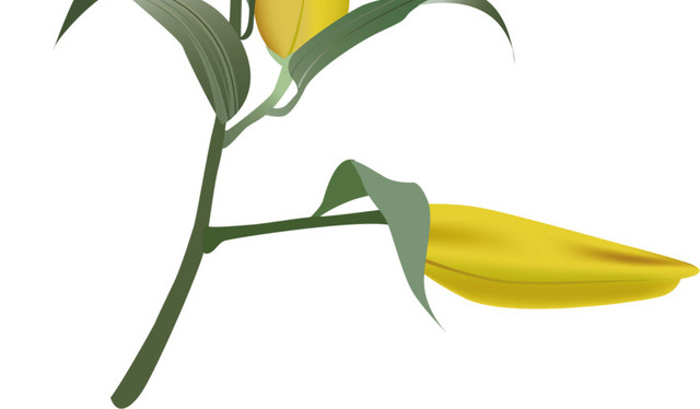 鲜花