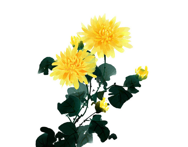 野菊花