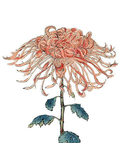 手绘花卉
