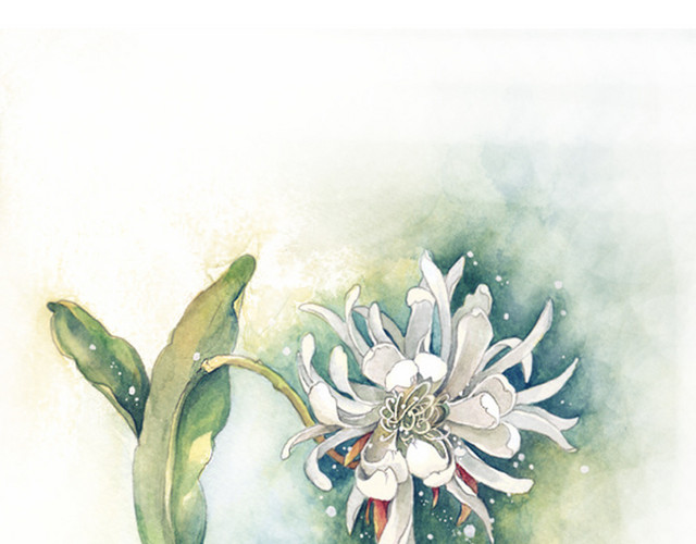 水彩菊花