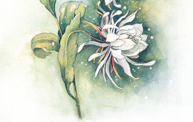 水彩菊花