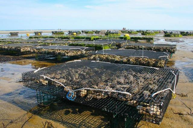 牡蛎养殖场 贝类 FIS 牡蛎 海 外壳 海鲜 自然 贻贝