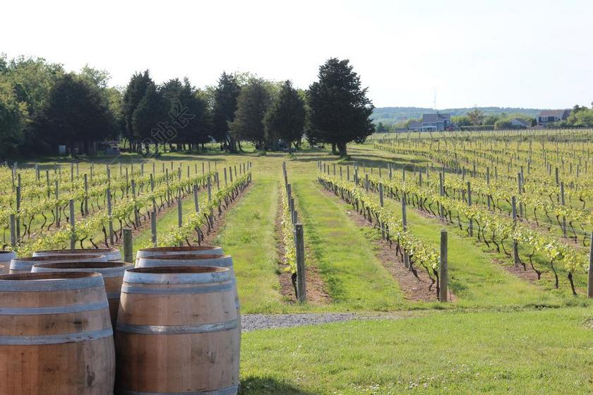葡萄园 葡萄酒 木桶 农业 成长 农村 原野 自然 新鲜