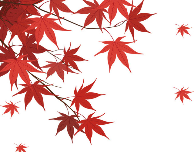 红枫