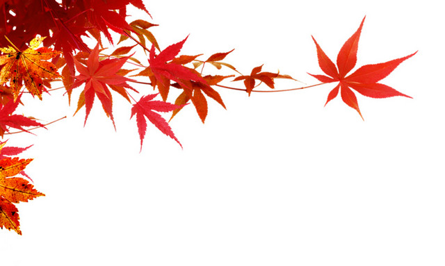 枫叶 枫树枝