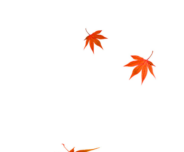 枫叶