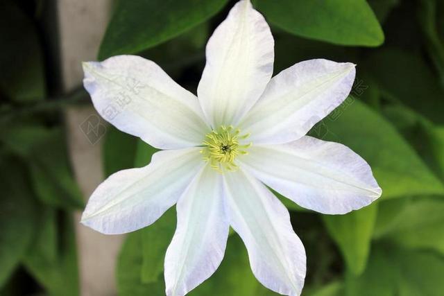 花 洁白的花朵 铁线莲