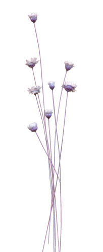 紫色的花