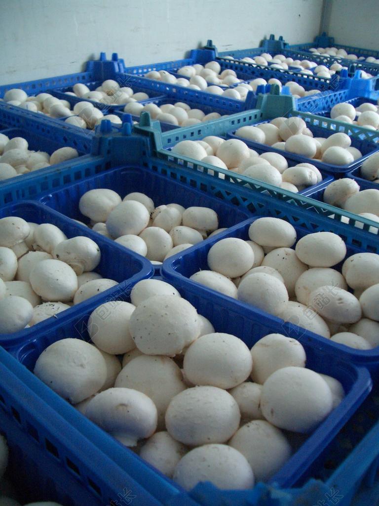 蘑菇 马克杯 箱 蓝色 白