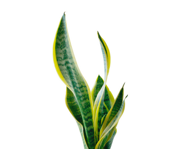 绿色植物盆栽
