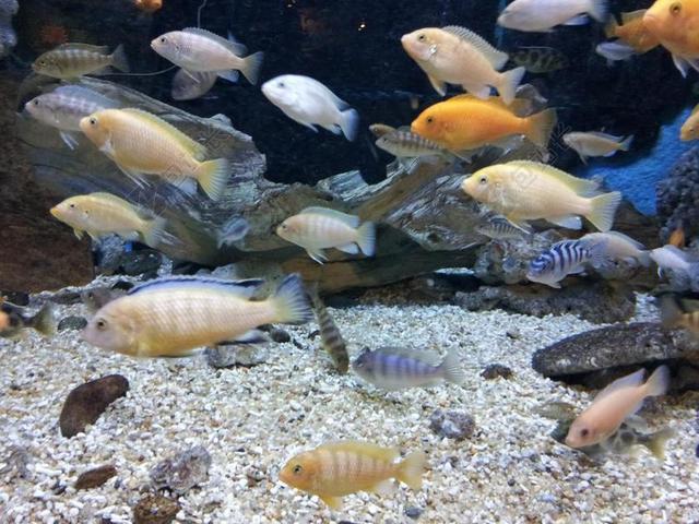水族馆 鱼 观赏鱼