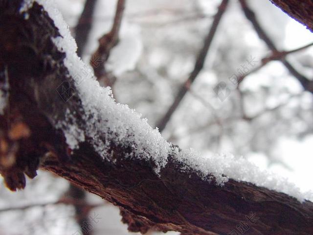棕白雪细密树干上的白雪雪景背景图片