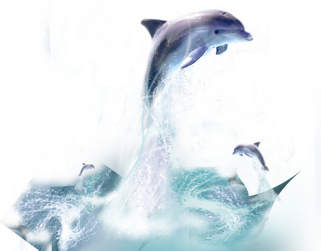 海豚