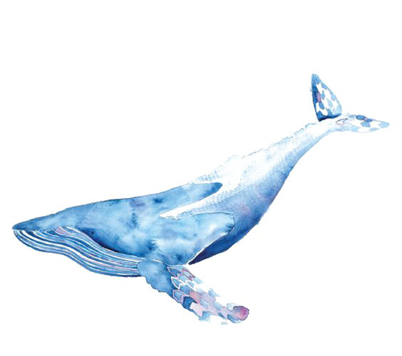 水彩鲸鱼