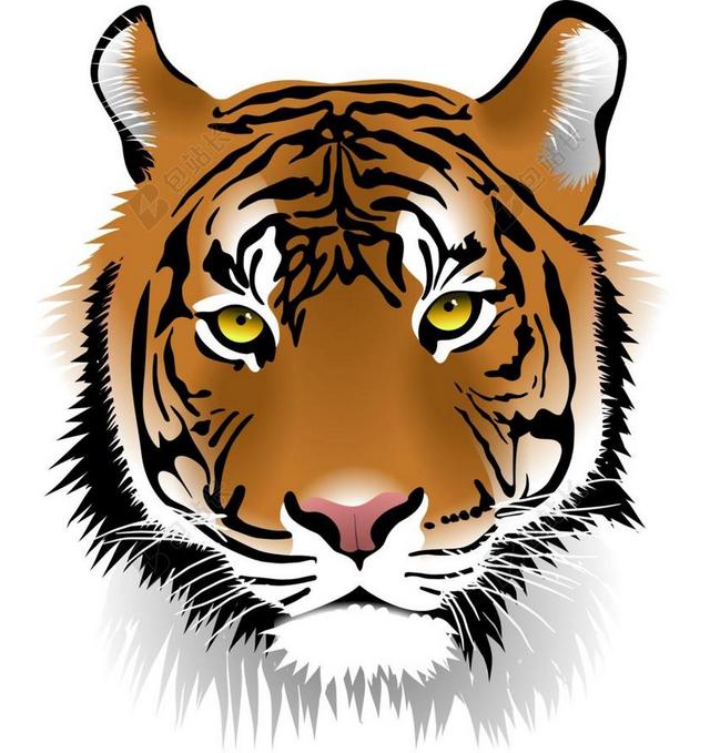 虎 苏门答腊虎 野生动物 勾引男人 野猫 猫 捕食者 肉食动物