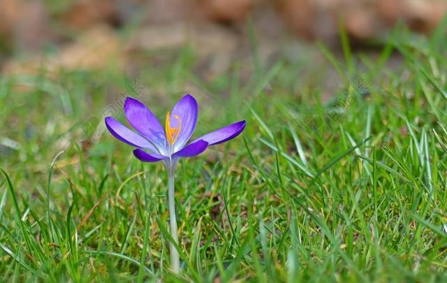 藏红花 鲜花 春天 春天的花 春天的预兆