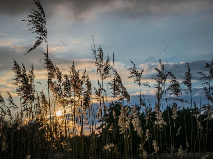 光影暖色蓝天白云阳光芦苇自然光影植物背景图片