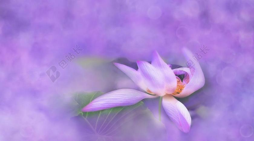 紫色植物唯美紫色氛围下的荷花鲜花植物背景图片