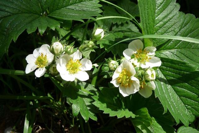 草莓花 草莓 开花 关闭 草莓植株 夏季
