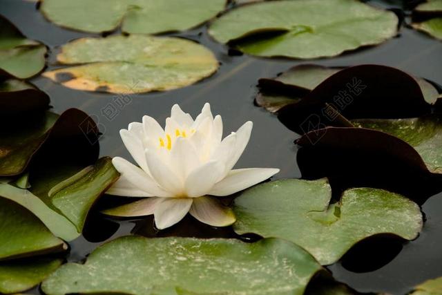 水 莲花 水生植物 睡莲 性质 池塘 独独黄 珠绣 玫瑰水