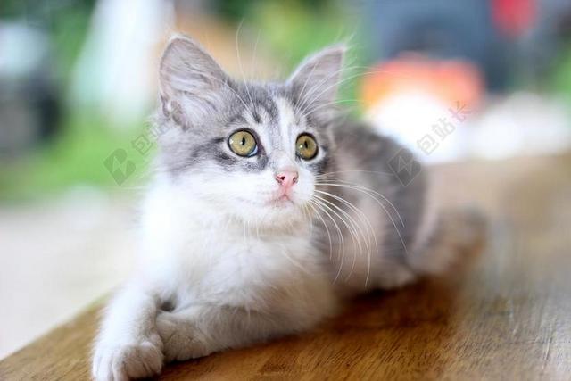 灰色广告可爱萌猫背景图片