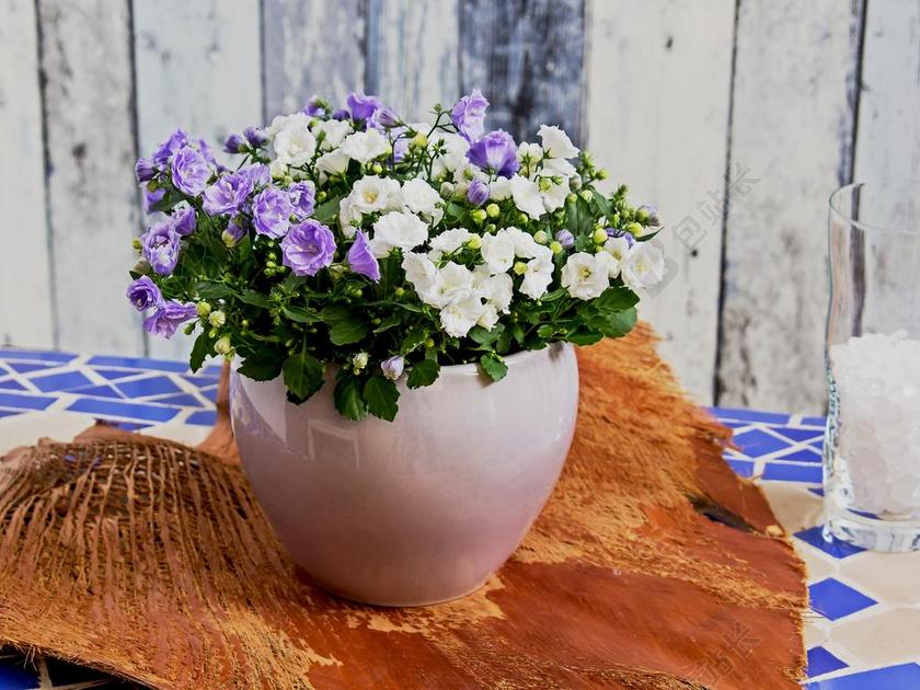 风铃 蓝色 花 开花 桔梗 紫 厂 观赏植物 浅蓝色