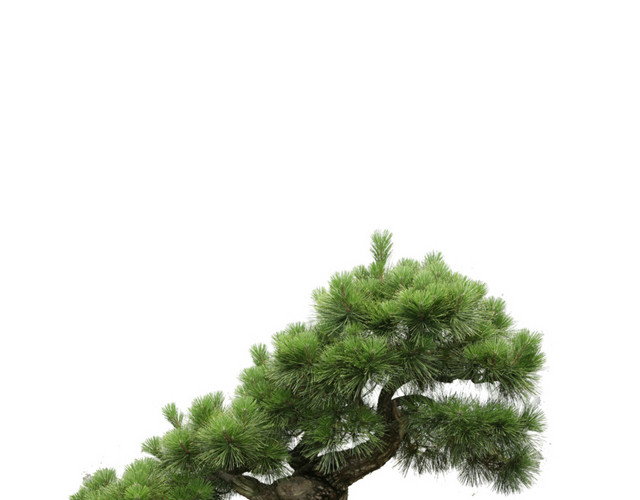 室内盆景免