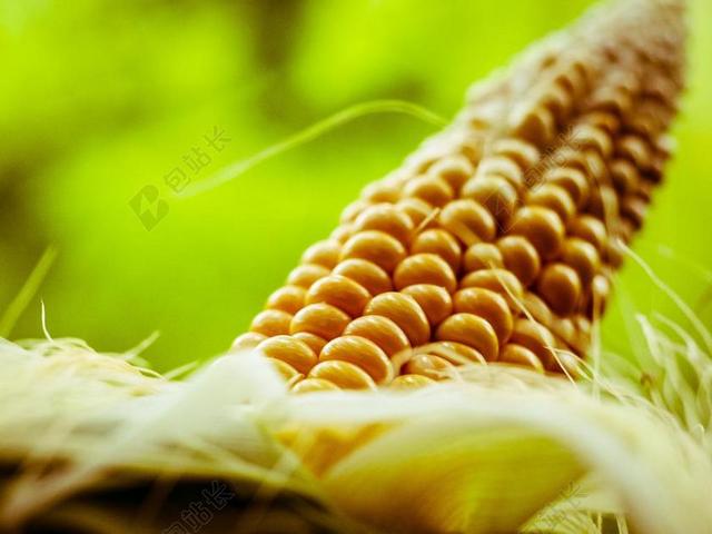 玉米 玉米棒 吃 玉米籽粒 食品 蔬菜 性质 粮食 饲用玉米