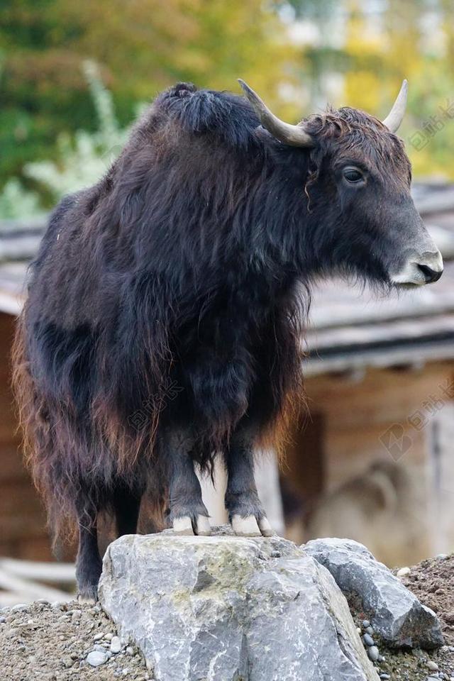 牦牛 牛肉 国内牛 牲畜 高端武器载体 有角的 农业 蒙古