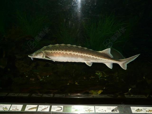 欧洲鲟鱼 鱼 游泳 散热片 水族馆 鲟 STURIO