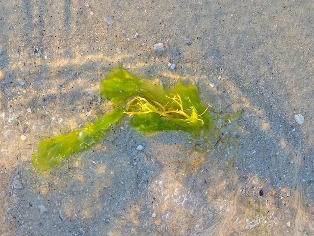 海藻 植被 沙 海滩 海 海的边缘