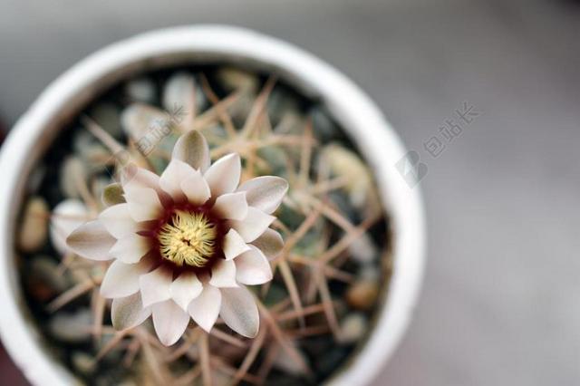 GYMNOCALYCIUM 仙人掌花 仙人掌 开花的仙人掌 植物