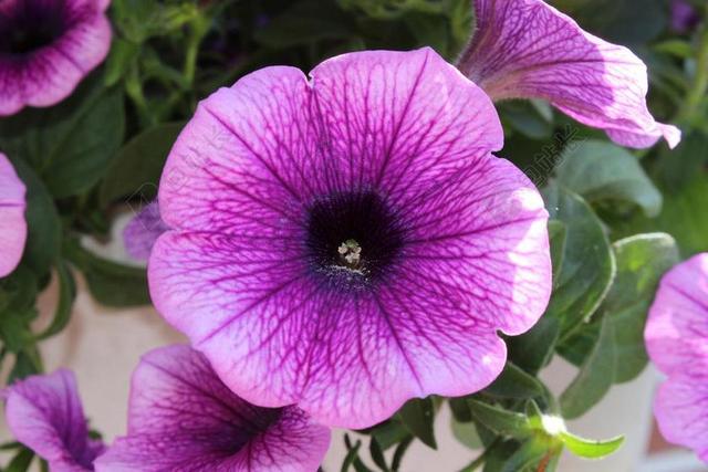 矮牵牛 开花 紫 花 花园矮牵牛 观赏植物 鲜花 吊矮牵牛