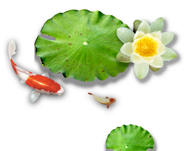 荷花鲤鱼素材