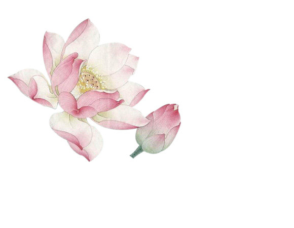 粉色荷花素材
