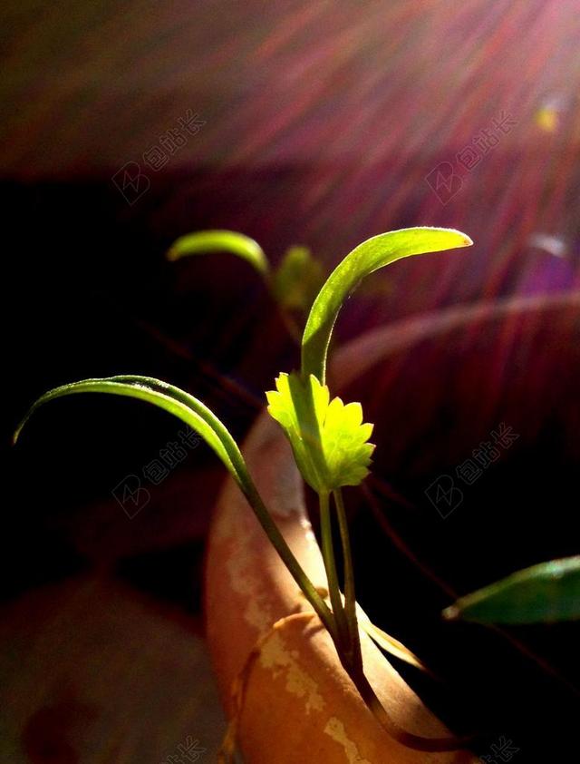 幼树 香菜 芳香 开花 鲜花 绿色 草本植物 浇水 播 苗