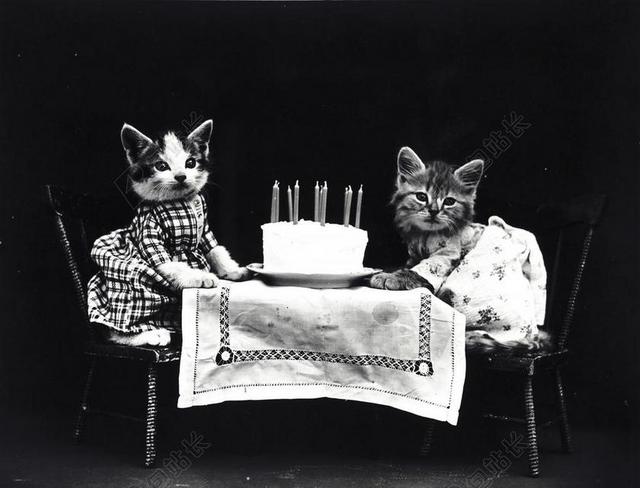 猫 小猫 穿好衣服 衣 可爱 酿酒 老 照片 生日 蛋糕