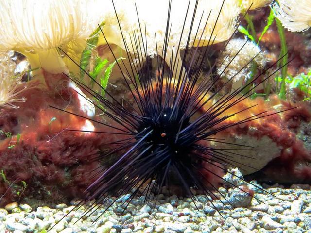 海胆 礼物 蜇 有毒 洋底 海洋生物 海洋动物 海 水族馆