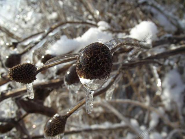 白色下雪冬季干枯树枝被冰冻的果实背景图片