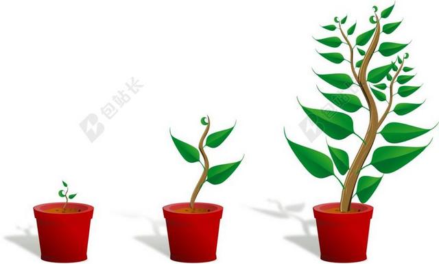 幼树 植物 成长 幼苗 增长 盆花 树 叶子 自然 干