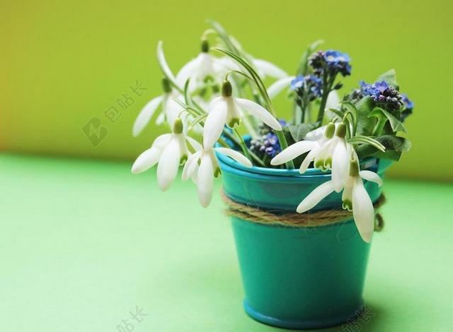 粉蓝色白色花朵深蓝色小花花盆中绽放背景图片