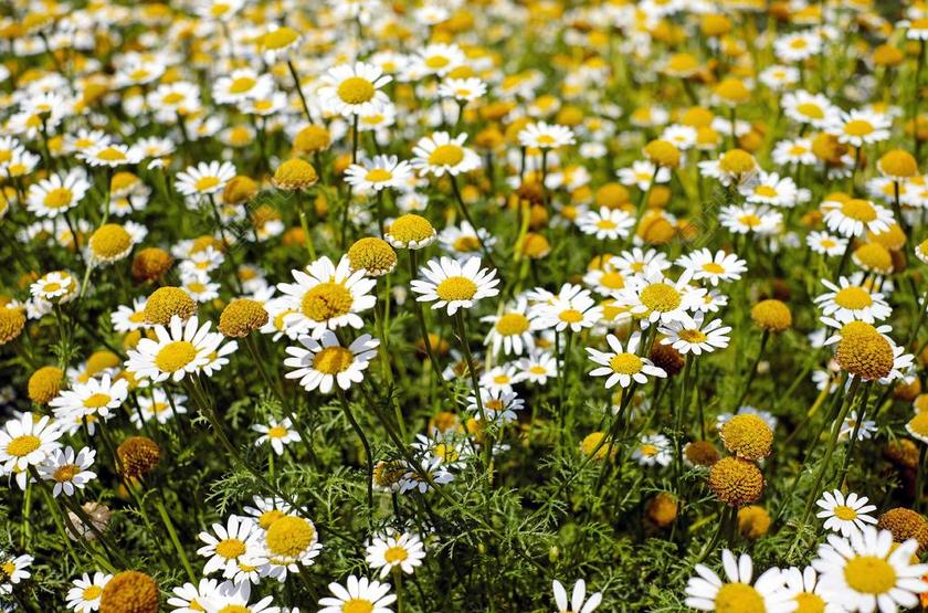 黄色白色菊花药材盛开茂盛阳光背景图片