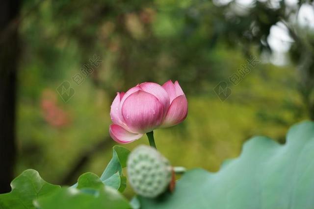 粉红色莲花初夏莲蓬荷叶含苞待放虚化背景图片