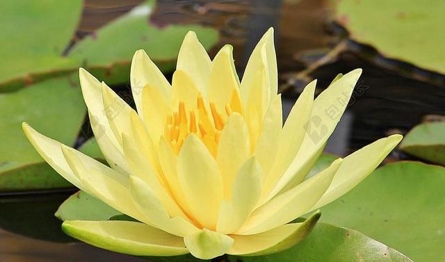 睡莲 独独黄 水生植物 开花 池塘 性质 盛开 花 花园池塘