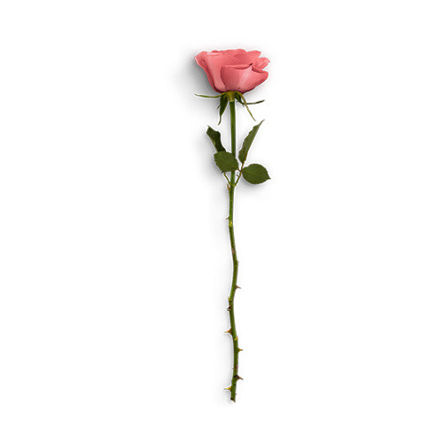 一朵玫瑰花