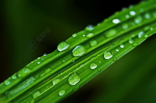 绿色绿叶雨滴水自然雨季清晨清新背景图片