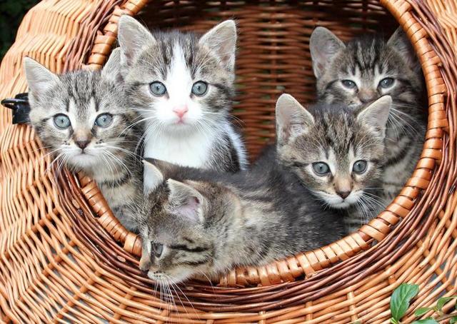 灰色小猫在一个篮子里动物幼猫可爱蓝眼睛背景图片
