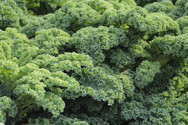 羽衣甘蓝 蔬菜 芸薹属甘蓝研究 SABELLICA L 十字花科植物