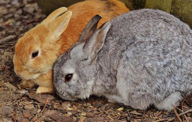 兔 WILDPARK 地点 野兔 小兔子 可爱 甜 毛皮