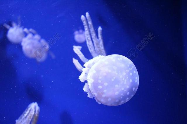 水母 水族馆